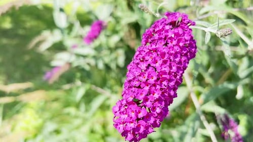 A Beautiful Flower of a Bright Cherry Color in a Botanical Garden