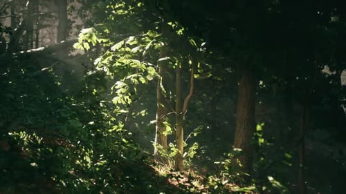 Sunlight Filtering Through Trees in a Serene Forest During Early Morning