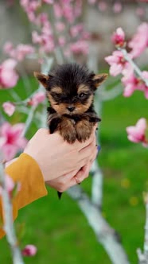 Adorable Puppy Held in Hands Near Pink Blossoms