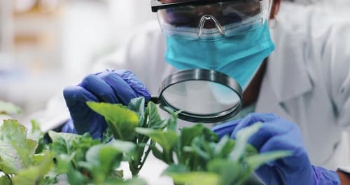 Female Scientist Analyzing Plant with Magnifying Glass