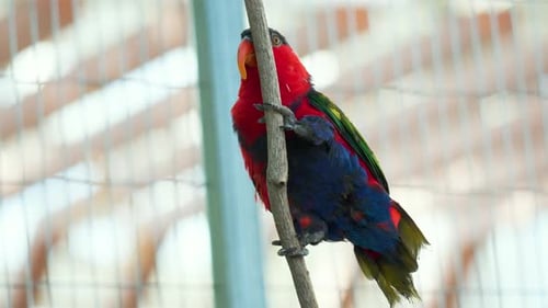 Pájaro loro de cabeza negra posado en una rama en el Parque de Aves de Osan, Corea del Sur