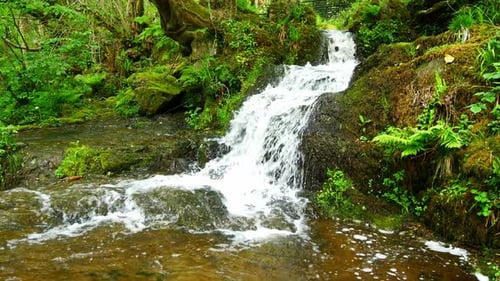 Wunderschöne, frisch fließende, klare Bachwasserfallkaskaden in friedlicher, grüner Waldumgebung