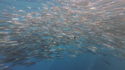 Underwater View of Shoal Sardine Fish in Sea