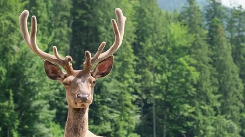 Deer with Big Horns with Blurred Forest in the Background