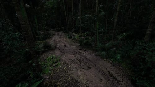 Serene Forest Route with Muted Sunlight and Peaceful Atmosphere
