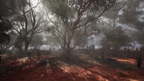 A Misty Forest with Dense Foliage