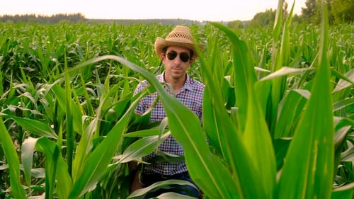 Farmer in a Corn Field Selective Focus