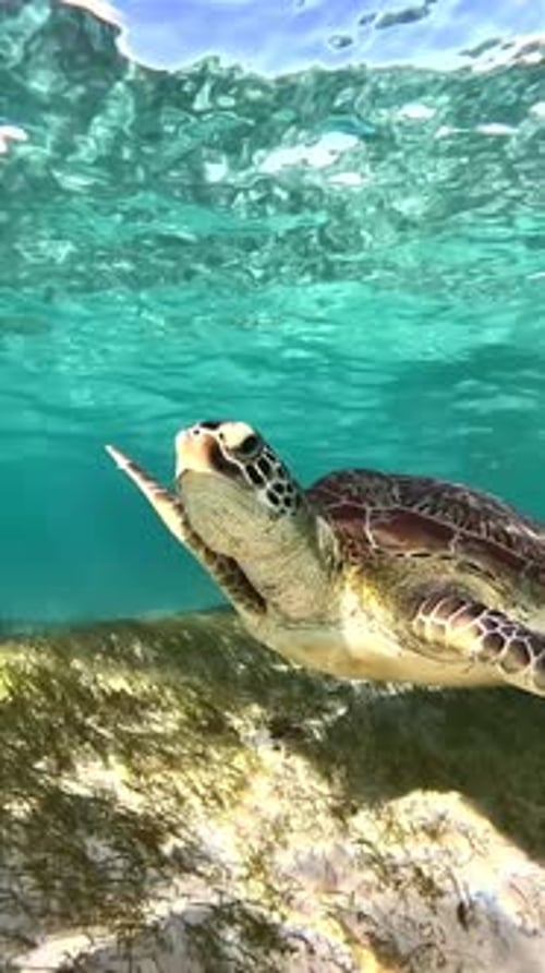 Sea Turtle Swimming in Crystal Clear Water