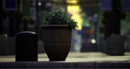 Urban Street View Featuring a Plant Pot Beside a Black Trash Bin at Dusk