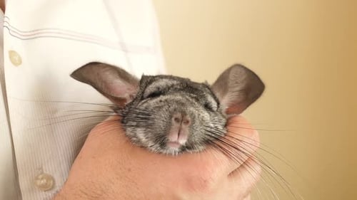 13 1People care for and play with chinchillas.