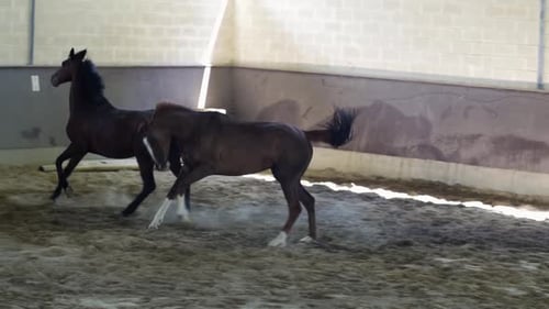 Two Brown Horses Running in an Indoor Arena