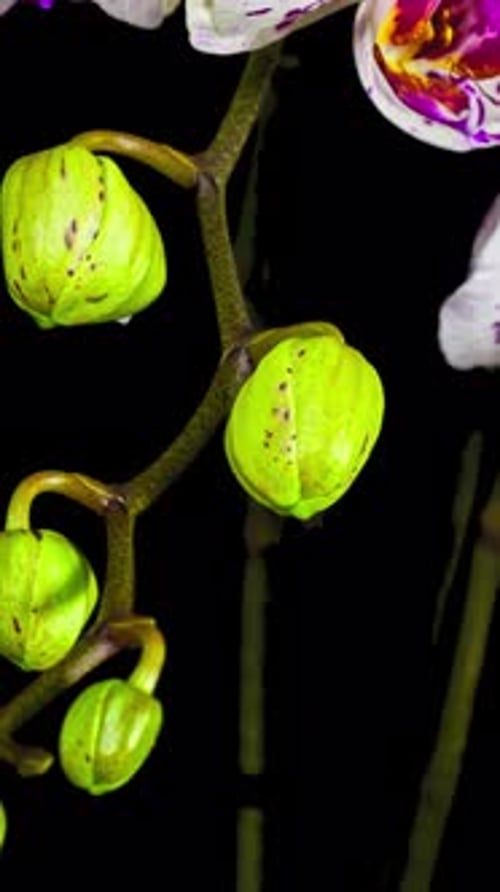 Orchidée verticale Laps de temps 2K