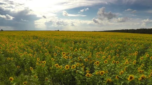 flying over sunflowers field