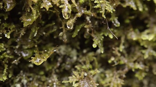 shot of wet leaves