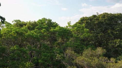 Aerial View of Amazon Rainforest Canopy Flying Over Jungle Treetops Vast and Dense Tropical Forest