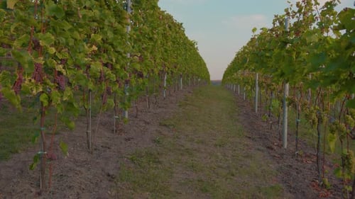 Close Up Green Grape Vines in Vineyard at Sunrise Agriculture Landscape Plant Vineyard Farm Nature