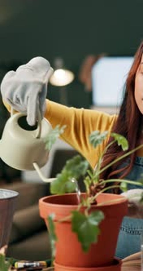 Gardening, water or woman with pot plant in home for agriculture sustainability or ecology