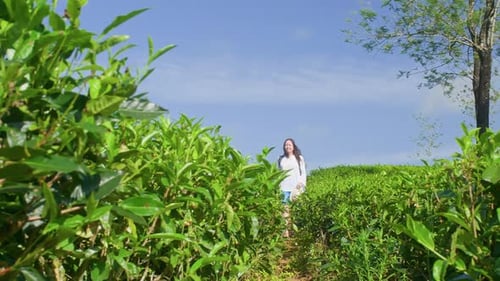 Interested Woman Tourist Walking Talking at Tea Plantation Travel in Asia