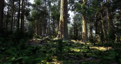 Majestic Forest Landscape Showcasing Tall Trees and Vibrant Undergrowth