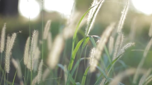 mythical grass blowing in the wind