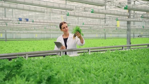 Woman Examining Plants in Bright Greenhouse with Tablet