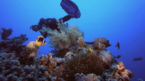 Underwater Coral Reef with Clownfish and Scuba Diver