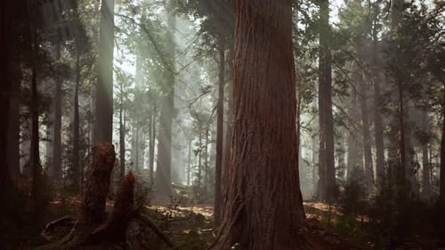 Giant Sequoias in the Giant Forest Grove in the Sequoia National Park