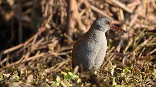 Stocky Water Rail Bird Standing in the Brush