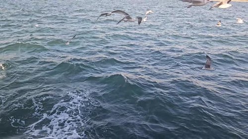 Seabirds gliding low over ocean waves searching for food in open waters