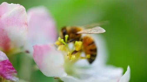 Bee Collecting Pollen on a Flower, Close-up Shot
