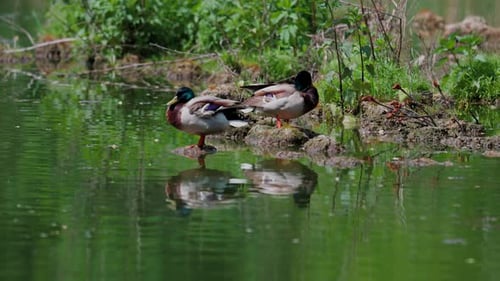 Two Mallard Ducks Resting on Pond Rock