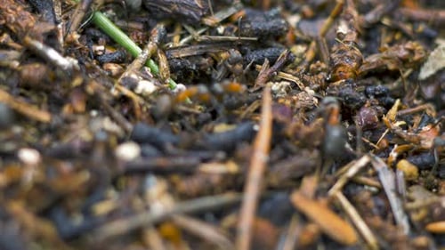 Red ants (Formica rufa) move on the nest, anthill with red wood ants in spring, work and life of ant