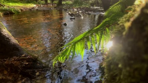 Farn weht sanft im Wind über einen sanften Bach durch den Wald