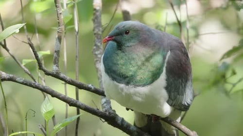 Primer plano de la paloma Kereru de Nueva Zelanda descansando en la rama de un árbol.