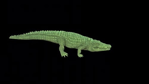 Crocodile Walk Idle