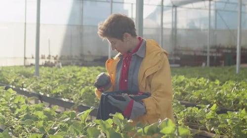 Female Farm Worker Picking Up Ripe Strawberry in Greenhouse