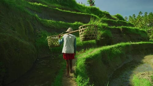 A farmer walking on rice terraces, Ubud, Bali, Indonesia