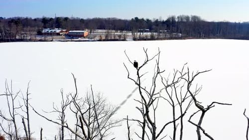 Majestic Bald Eagle Over a Frozen Wilderness