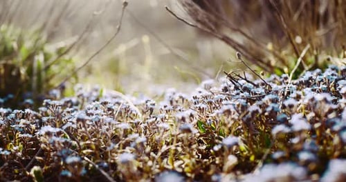 Field of Flowers in the Sunlight