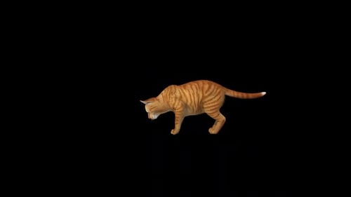 Orange Sarman Katze spielt