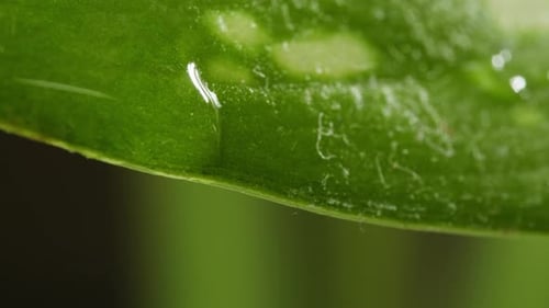 Macro Shot of a Green Leaf with Water Droplets