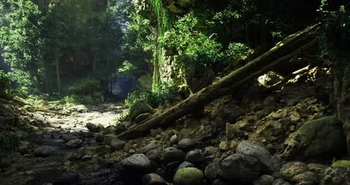 Exploring a Tranquil Forest Landscape with Sunlight Filtering Through Trees