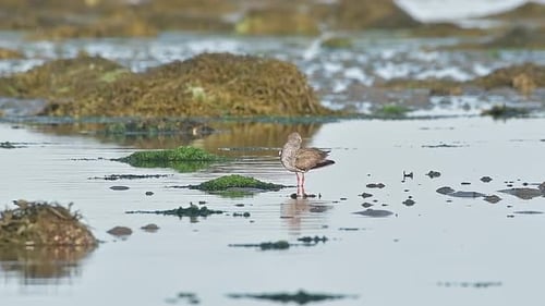 A Common Redshank wades in shallow water, cleaning its wings.