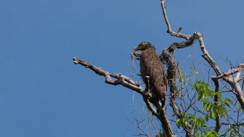 Majestic Bird Perched High on a Tree Branch