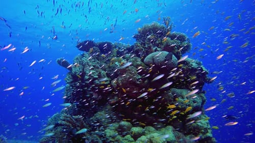 Colourful Reef Scene