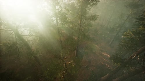 Drone Breaking Through the Fog to Show Redwood and Pine Tree