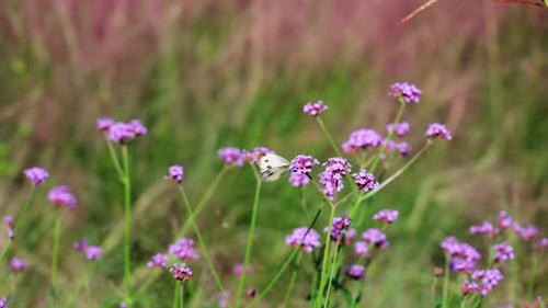 Mariposas chupan néctar de flores en el bosque