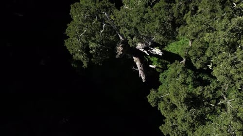 Bosque