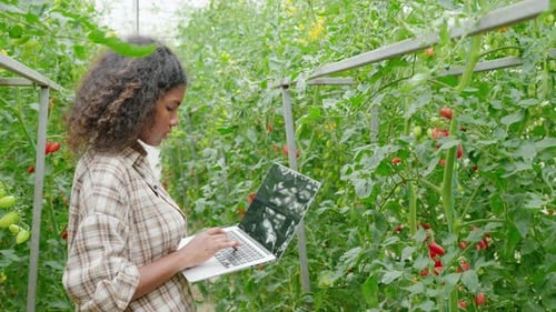 Woman Using Laptop in Tomato Greenhouse