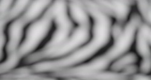 Zebra Fur Fabric Closeup Animal Print Black and White Background Striped Wool Textile Handmade